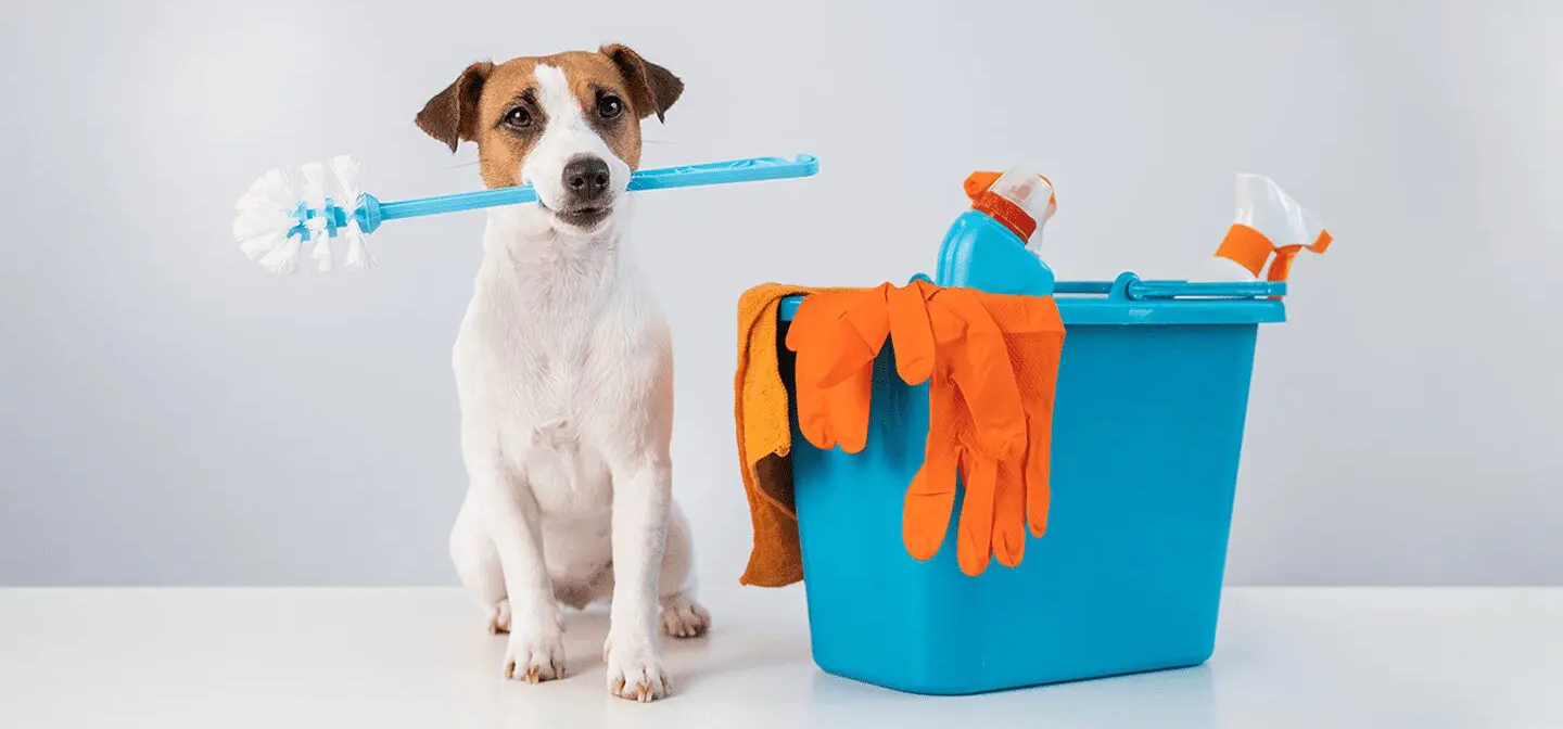Dog with Cleaning Supplies